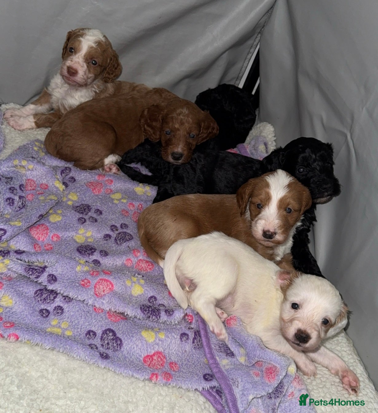 Cockapoo dogs Cockapoo puppies 3 girls left ❤️❤️❤️ - Advert 15