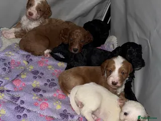 Cockapoo dogs Cockapoo puppies 3 girls left ❤️❤️❤️ - Advert 15