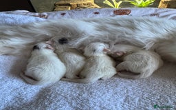 Ragcoon cats for sale: Kittens for sale  - Image 2