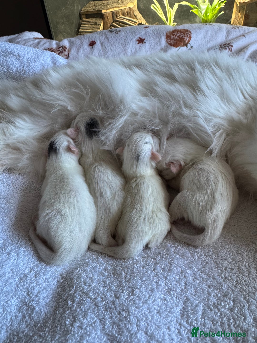 Ragcoon cats for sale: Kittens for sale  - Image 2