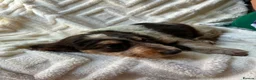 Cocker Spaniel dogs for sale: 9 Gorgeous Cocker Spaniel Puppies For Sale! - Advert 18