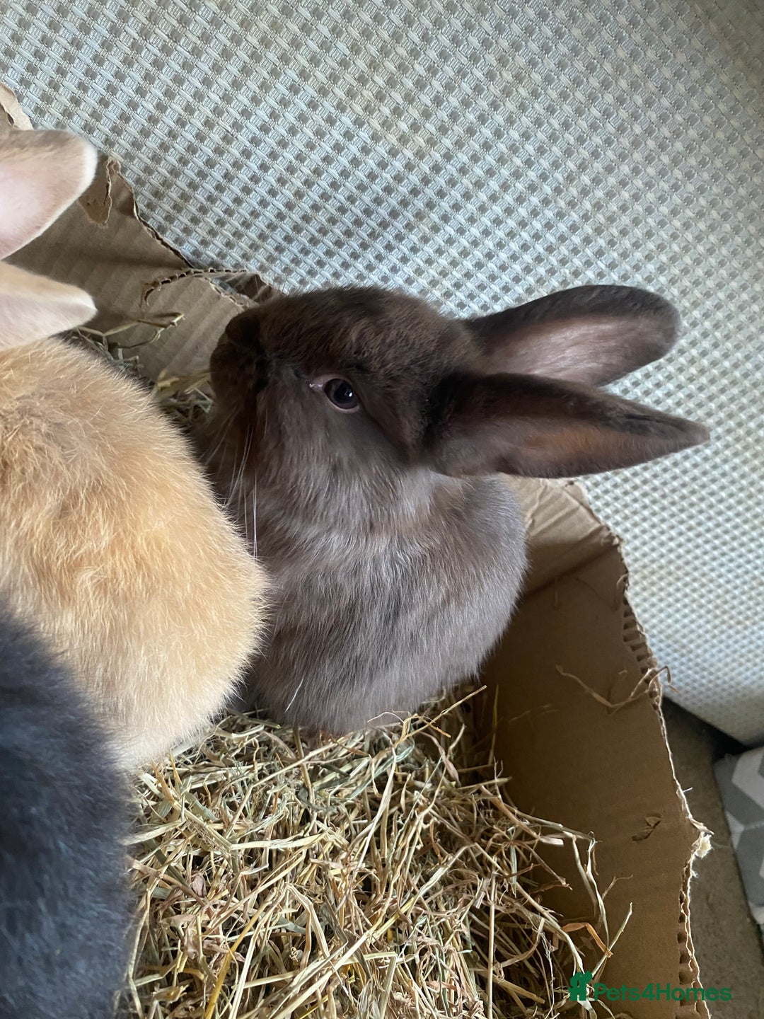 Lionhead rabbits for sale: ⭐️Beautiful Lionhead bunnies⭐️ - Image 4