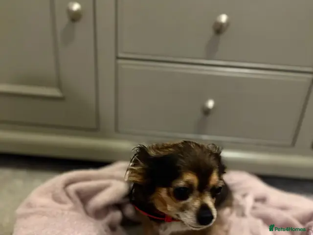Chipoo dogs for sale: Tiny beautiful brave chipoos - Advert 2