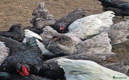 Chickens poultry for sale: Point of Lay hens Jersey Giants, Pekin & Olive egg - Image 9