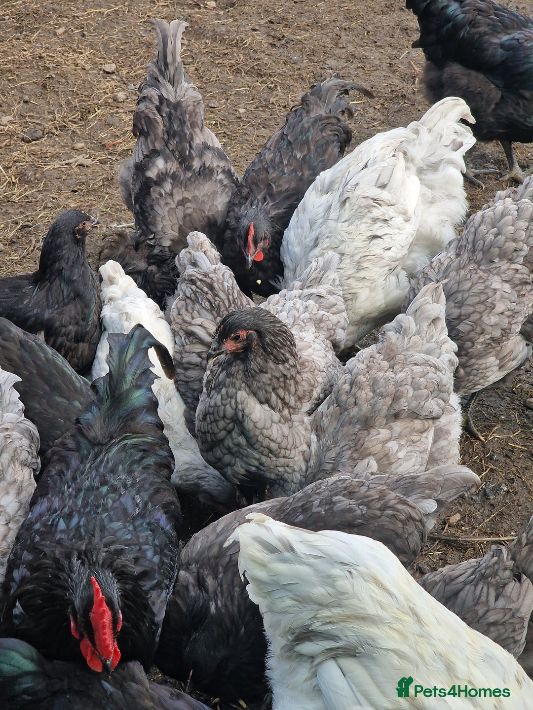 Chickens poultry for sale: Point of Lay hens Jersey Giants, Pekin & Olive egg - Image 9