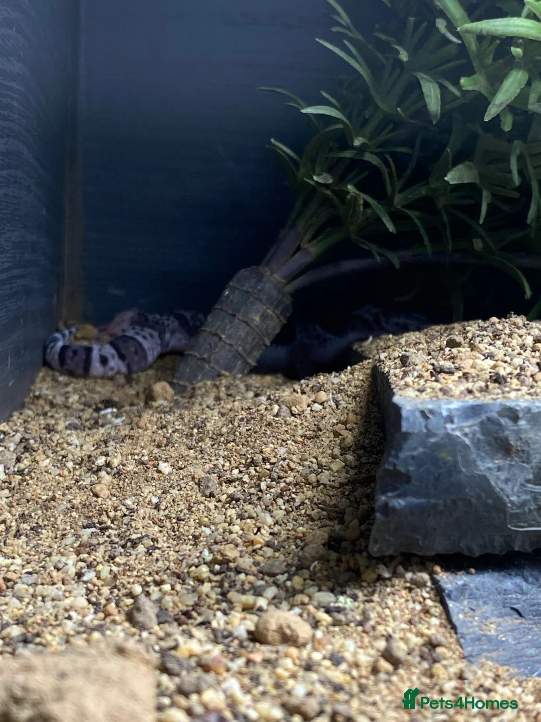 Leopard Gecko reptiles for sale: Leopard Gecko  - Advert 2
