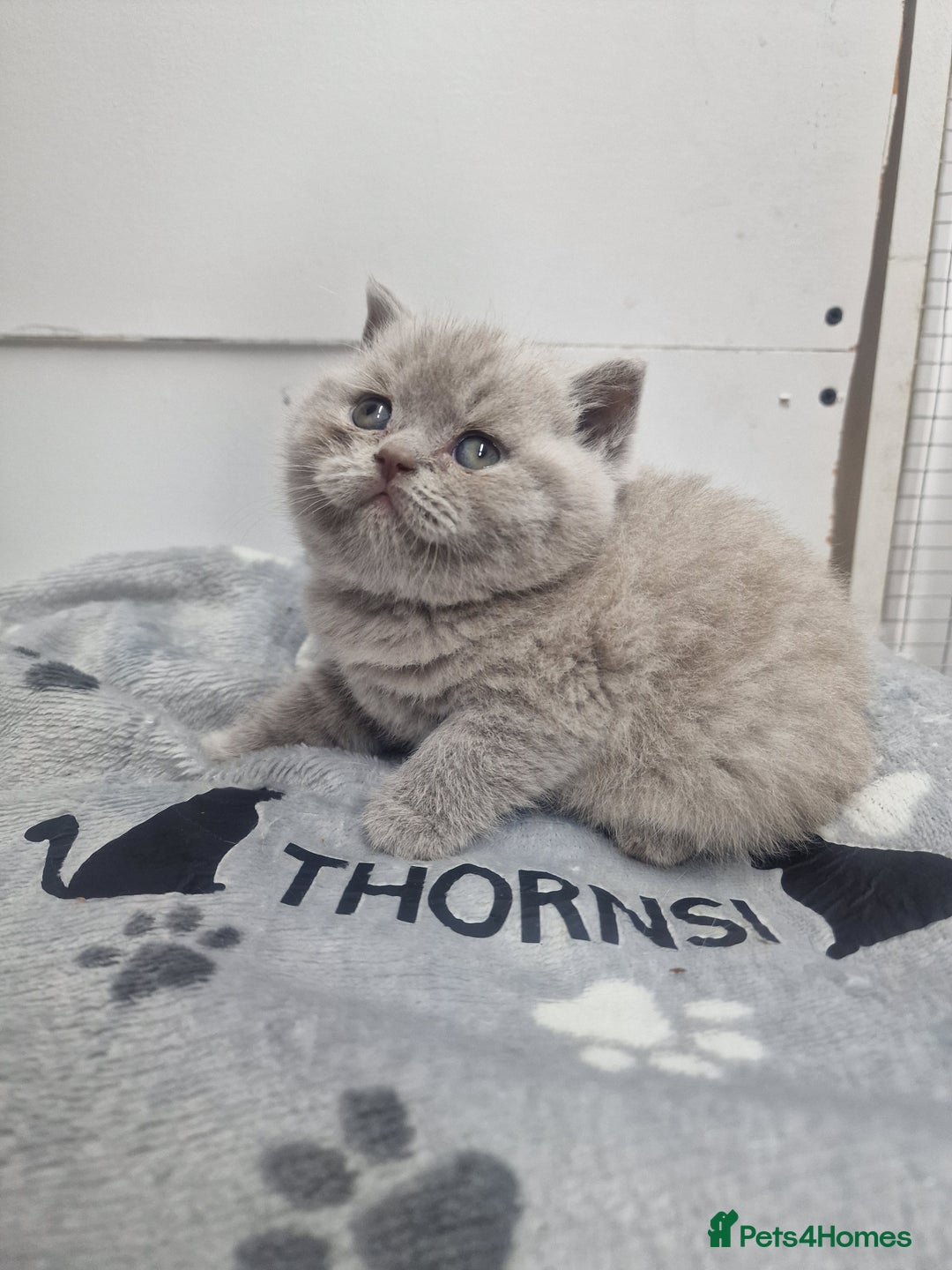 British Shorthair cats for sale: blue boy left. Chunky champion british shorthair - Advert 3