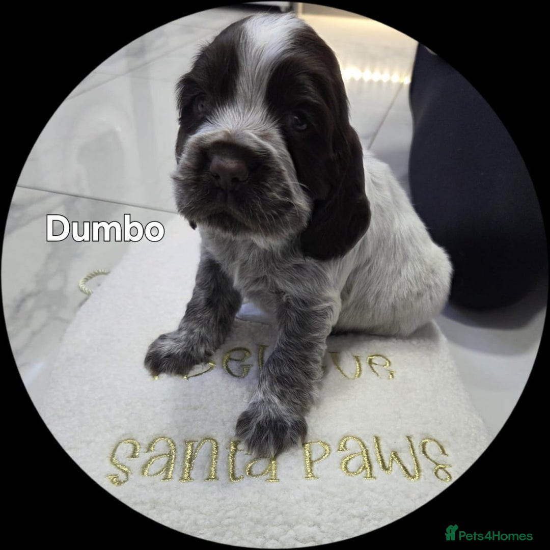 Cocker Spaniel dogs for sale: Cocker spaniels - Advert 9