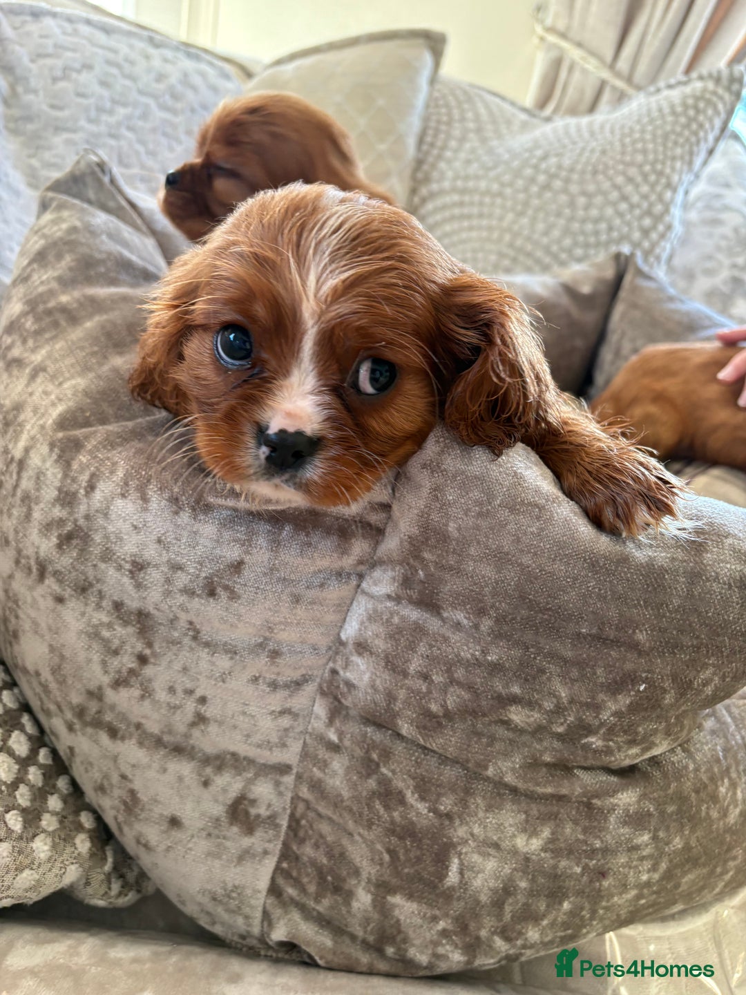 Cavalier King Charles Spaniel dogs for sale: Cavalier King Charles pups  - Advert 25