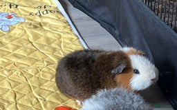Guinea Pig rodents for sale: Male guinea pig - Image 1
