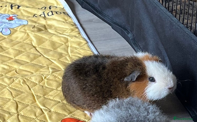Guinea Pig rodents - Advert 14