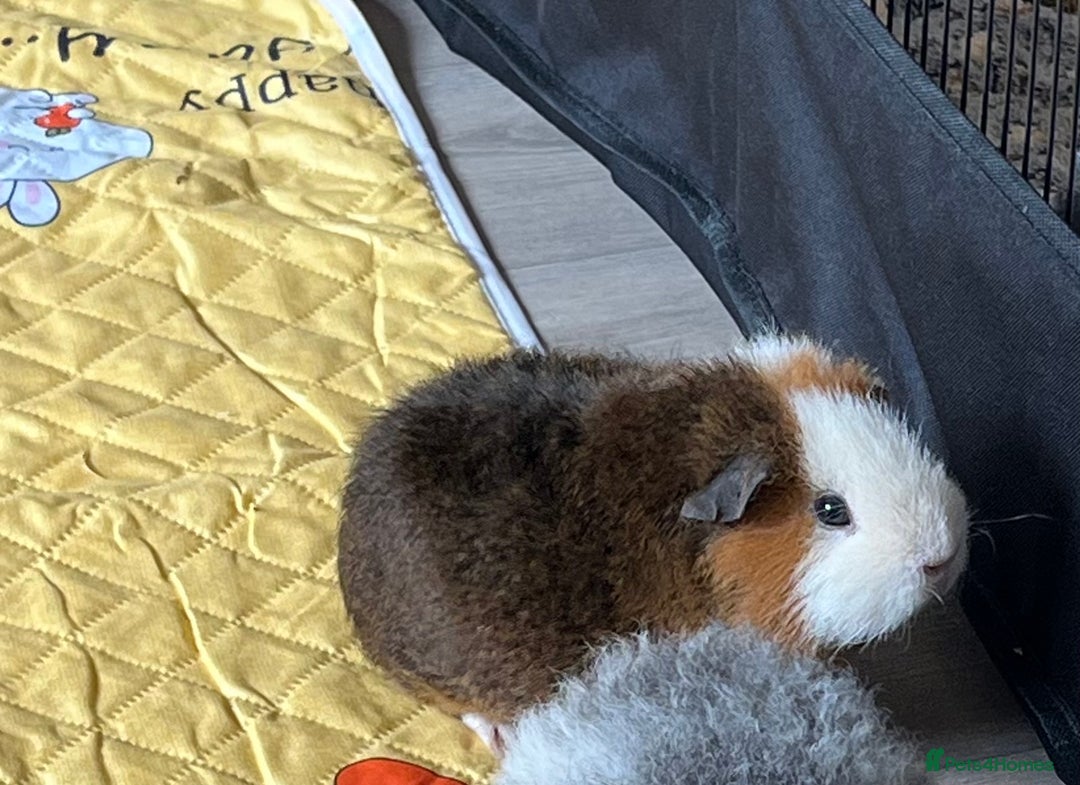 Guinea Pig rodents for sale: Male guinea pig - Image 1
