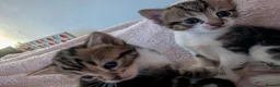 Mixed Breed cats for sale: Kittens in Ludlow - Advert 4