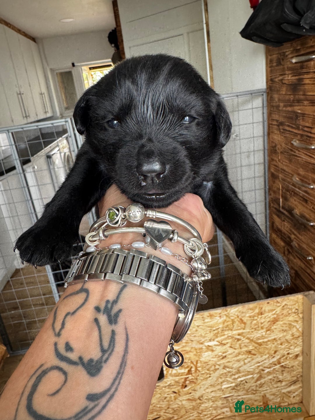 Labrador Retriever dogs for sale: Black lab puppies for sale - Image 4