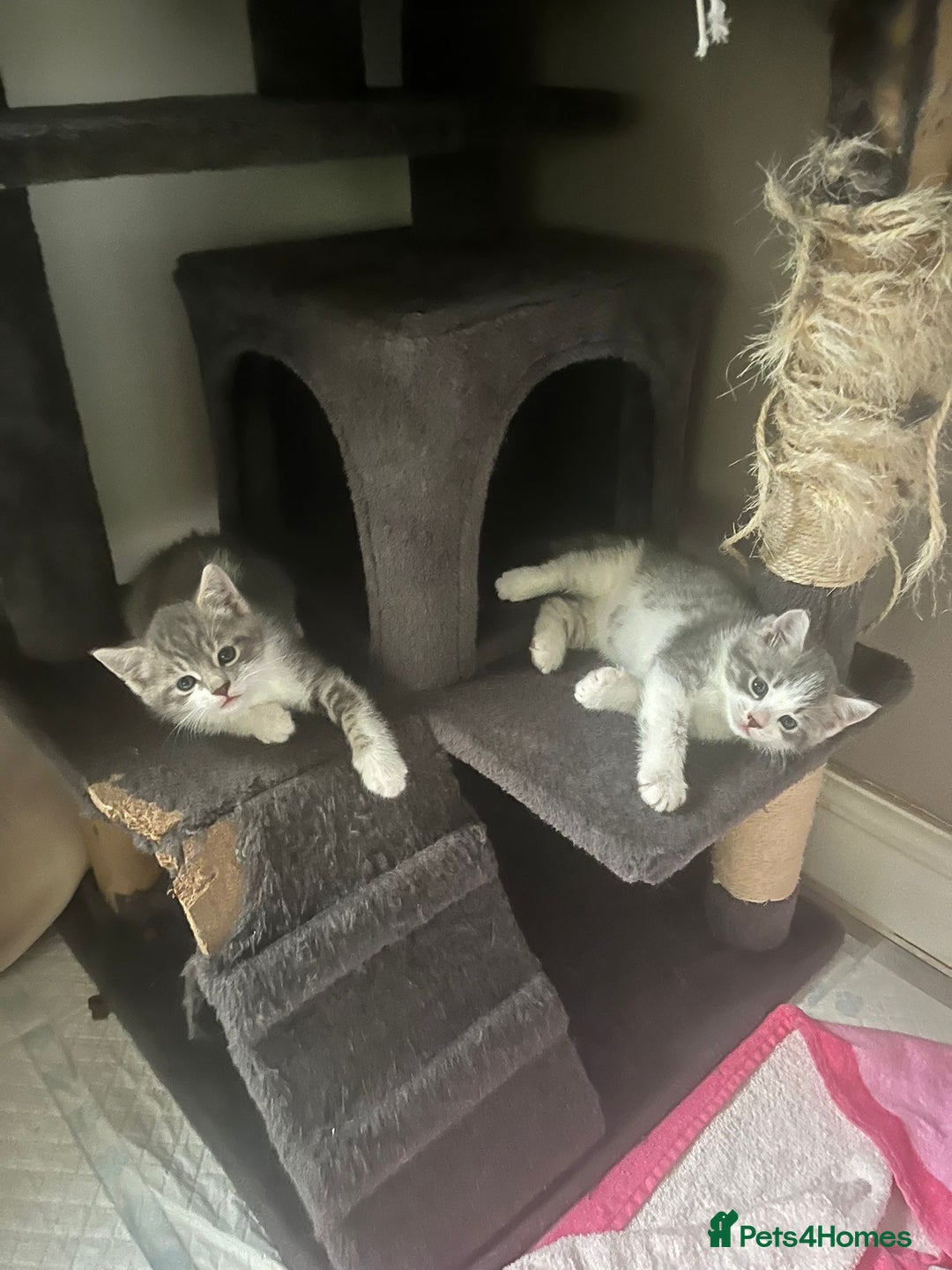 Mixed Breed cats for sale: Beautiful Grey and White tabby kittens - Image 3