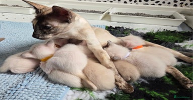 Siamese cats 2 late bloomers, gccf registered purebred Siamese - Advert 1