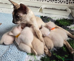 Siamese cats 2 late bloomers, gccf registered purebred Siamese - Advert 1