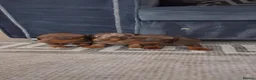 Dachshund dogs for sale: Dachshund puppies 🐶  in Barnsley - Advert 4