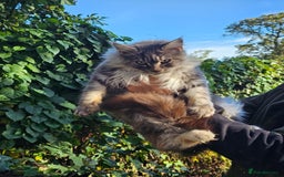 Maine Coon cats for sale: 5 maine coons  - Image 4