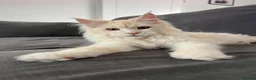 Maine Coon cats for sale: Maine coon  - Advert 12