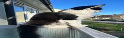 Mixed Breed cats for sale: 1/4 Maine Coon Kittens - read description please! - Advert 2