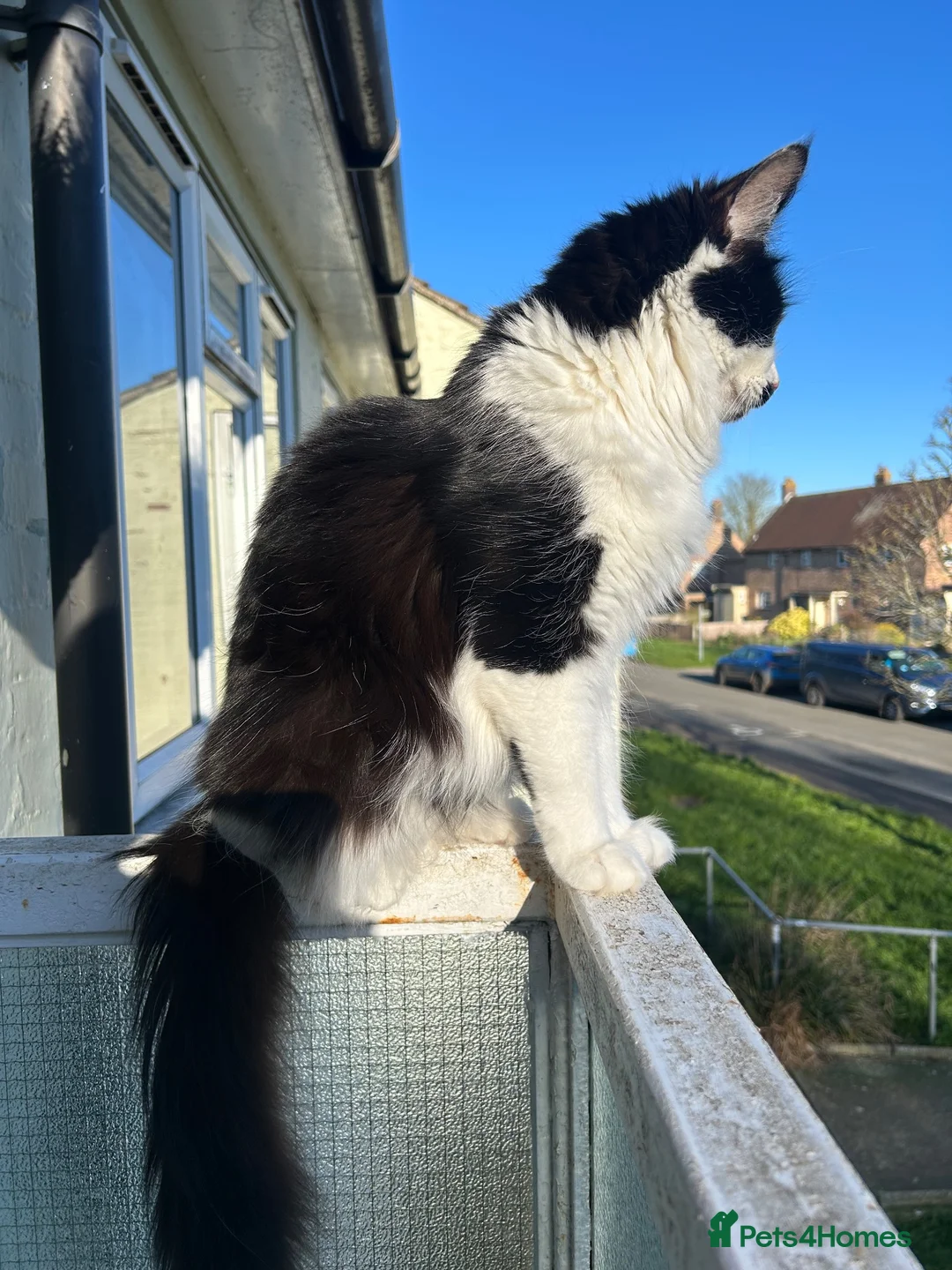 Mixed Breed cats for sale: 1/4 Maine Coon Kittens - read description please! - Advert 2