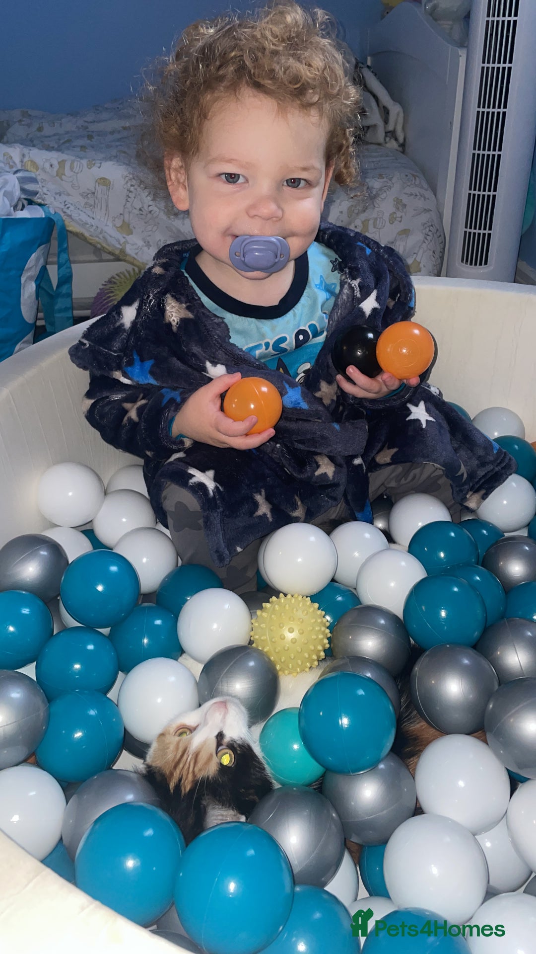 Domestic Shorthair cats for sale: female kitten - Advert 6