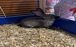 Mixed Breed rabbits for sale: 8-9 week old bunnies for sale 🐰 - Image 1