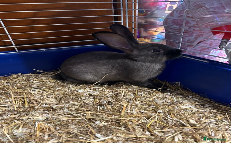 Mixed Breed rabbits - Advert 1