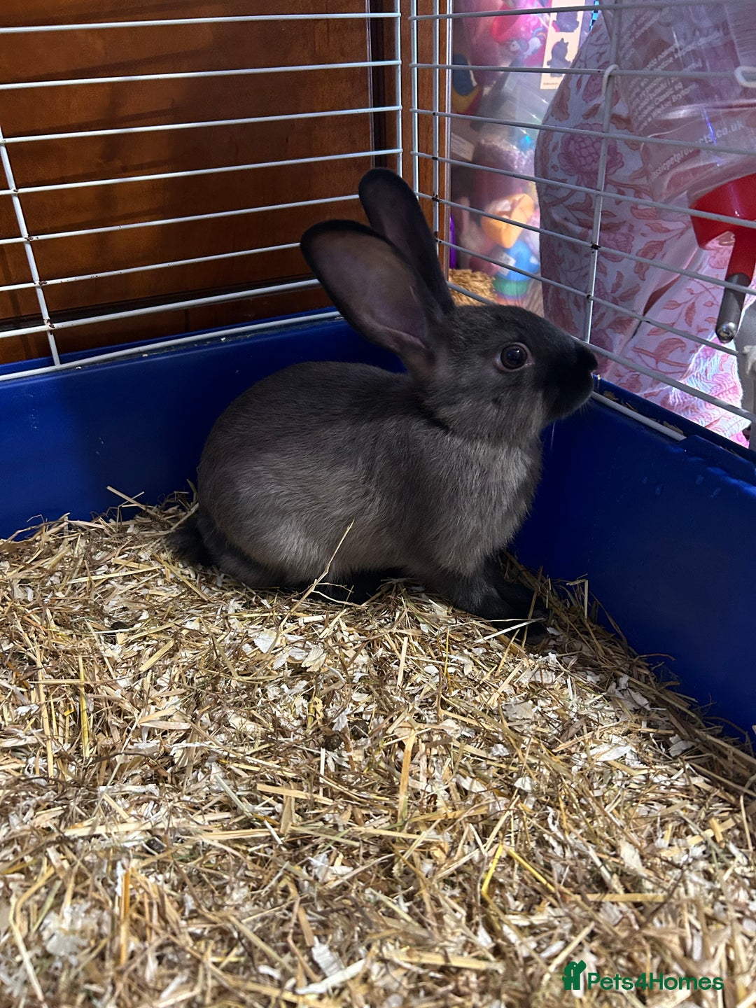 Mixed Breed rabbits for sale: 8-9 week old bunnies for sale 🐰 - Image 1