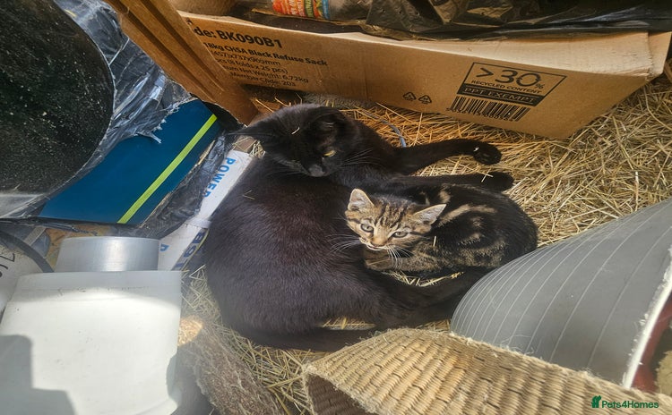 Domestic Shorthair cats - Advert 3