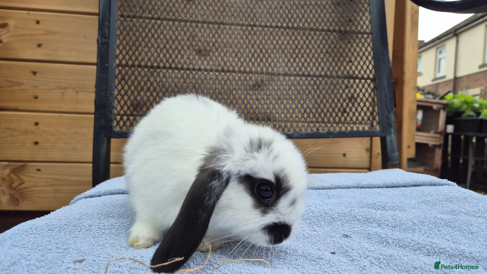Mini Lop rabbits  8 left 8 week old mini lops  - Advert 4