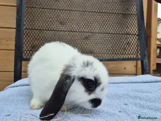 Mini Lop rabbits 8 left 8 week old mini lops - Advert 6