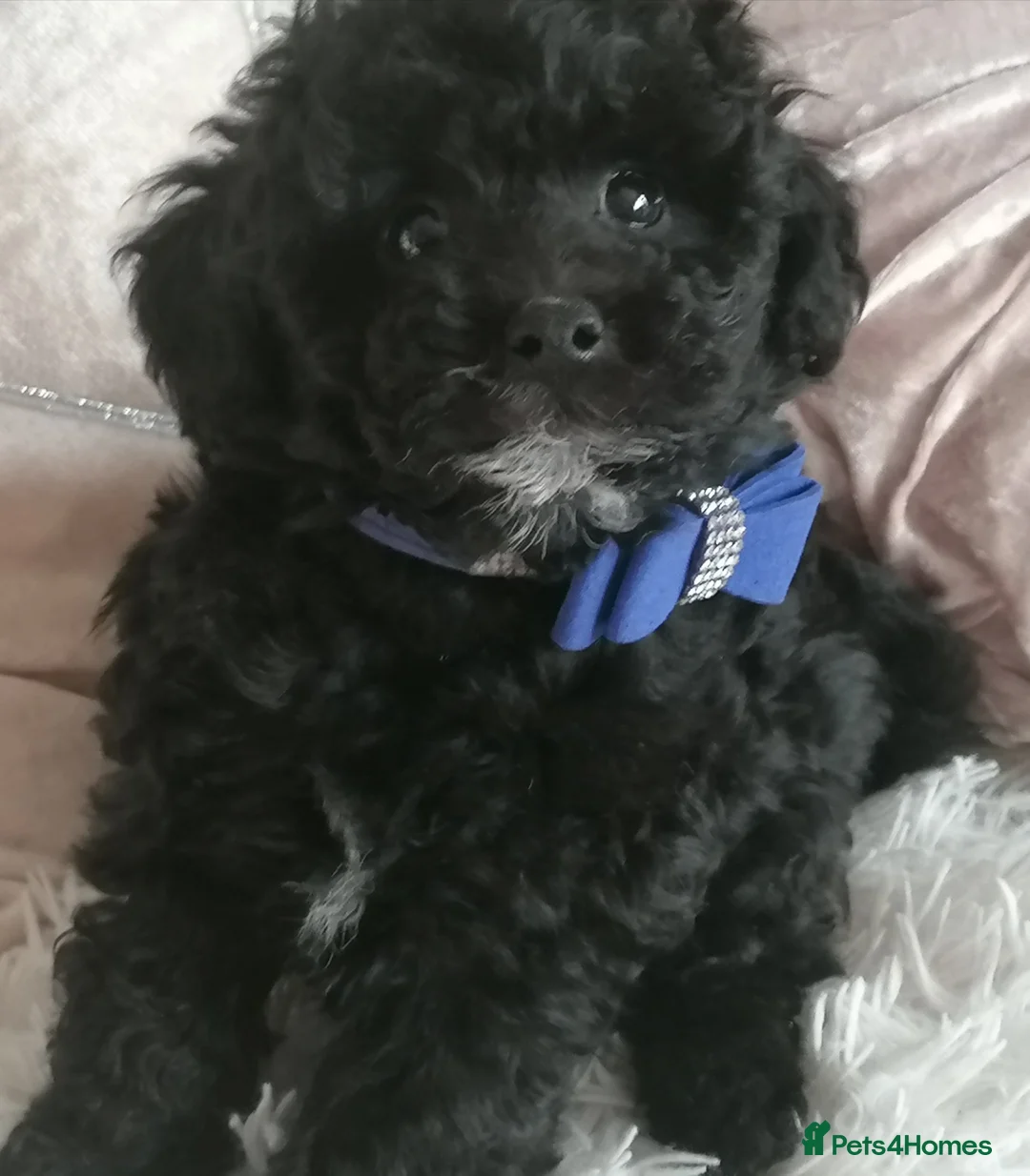 Toy Poodle dogs for stud: *2 STUDS AVAILABLE*FULL PEDIGREE SILVER & PHANTOM - Advert 26
