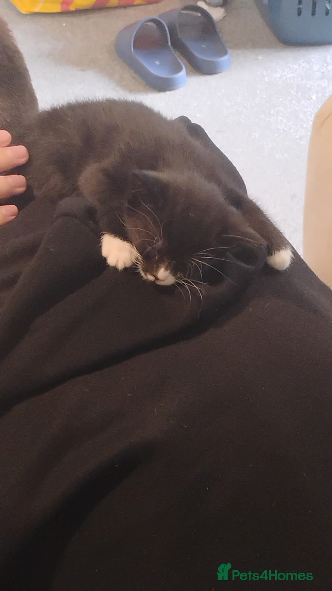 British Shorthair cats for sale: Meet ren  - Advert 4