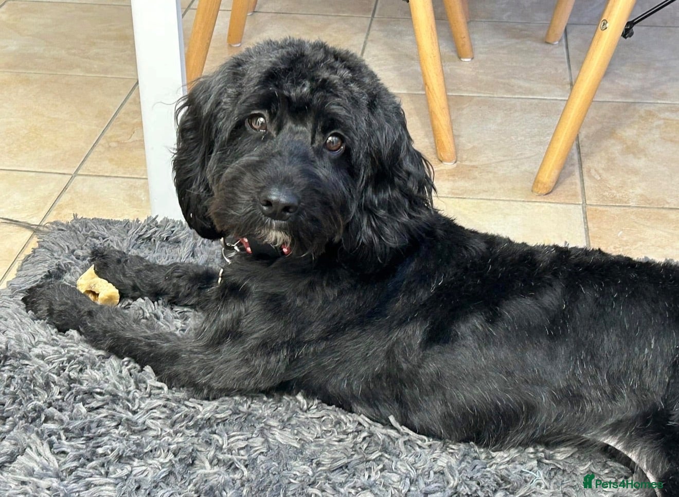 Cockapoo dogs Stunning F2 Cockapoo Puppies   - Advert 2