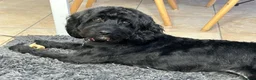 Cockapoo dogs for sale: Stunning F2 Cockapoo Puppies   in Leominster - Advert 10