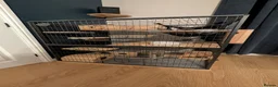 Chinchilla rodents for sale: Violet Male Chinchilla Rambo + Full Setup - Advert 3
