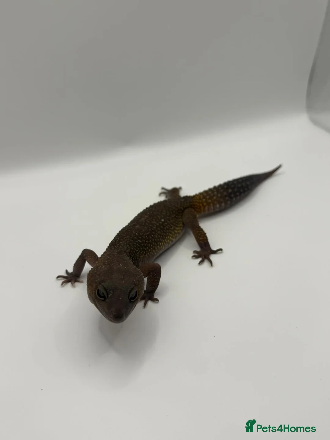 Leopard Gecko reptiles for sale: Leopard Gecko Breeding Trio - Advert 6