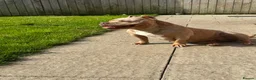American Bully dogs for sale: Female pocket bully  - Advert 3