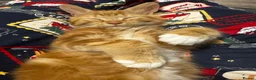Mixed Breed cats for sale: 8 month old ginger male  - Advert 4