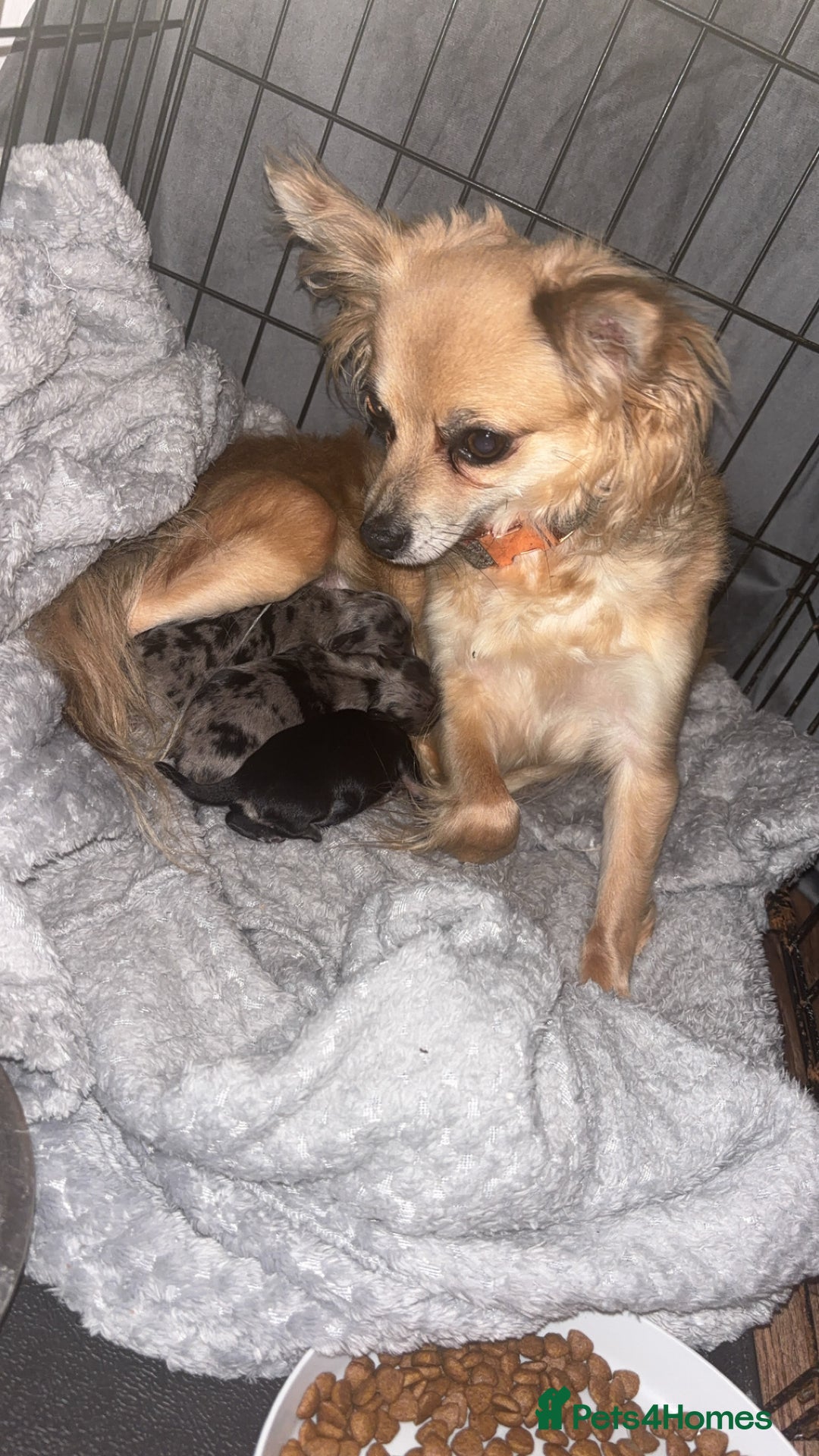 Chihuahua dogs for sale: 3 beautiful chihuahuas  - Image 8