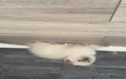 Ragdoll cats for sale: GCCF SEALPOINT RAGDOLL KITTENS - Image 14