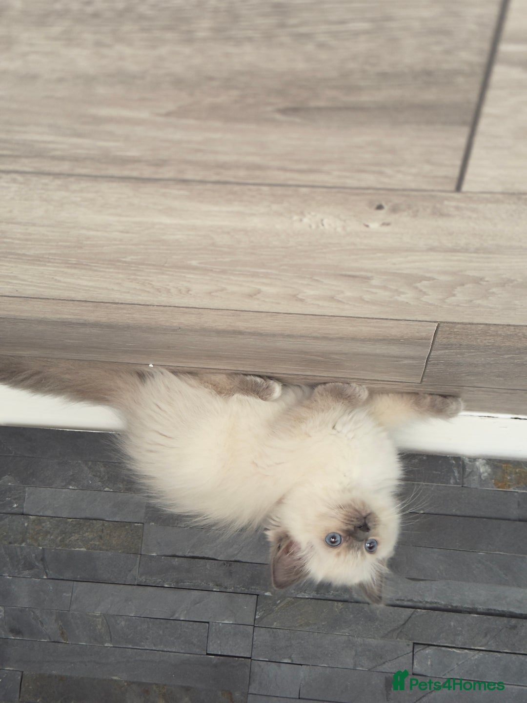 Ragdoll cats for sale: GCCF SEALPOINT RAGDOLL KITTENS - Image 14