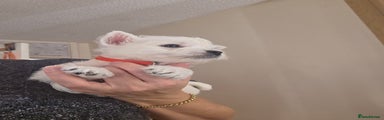 West Highland Terrier Puppy 5