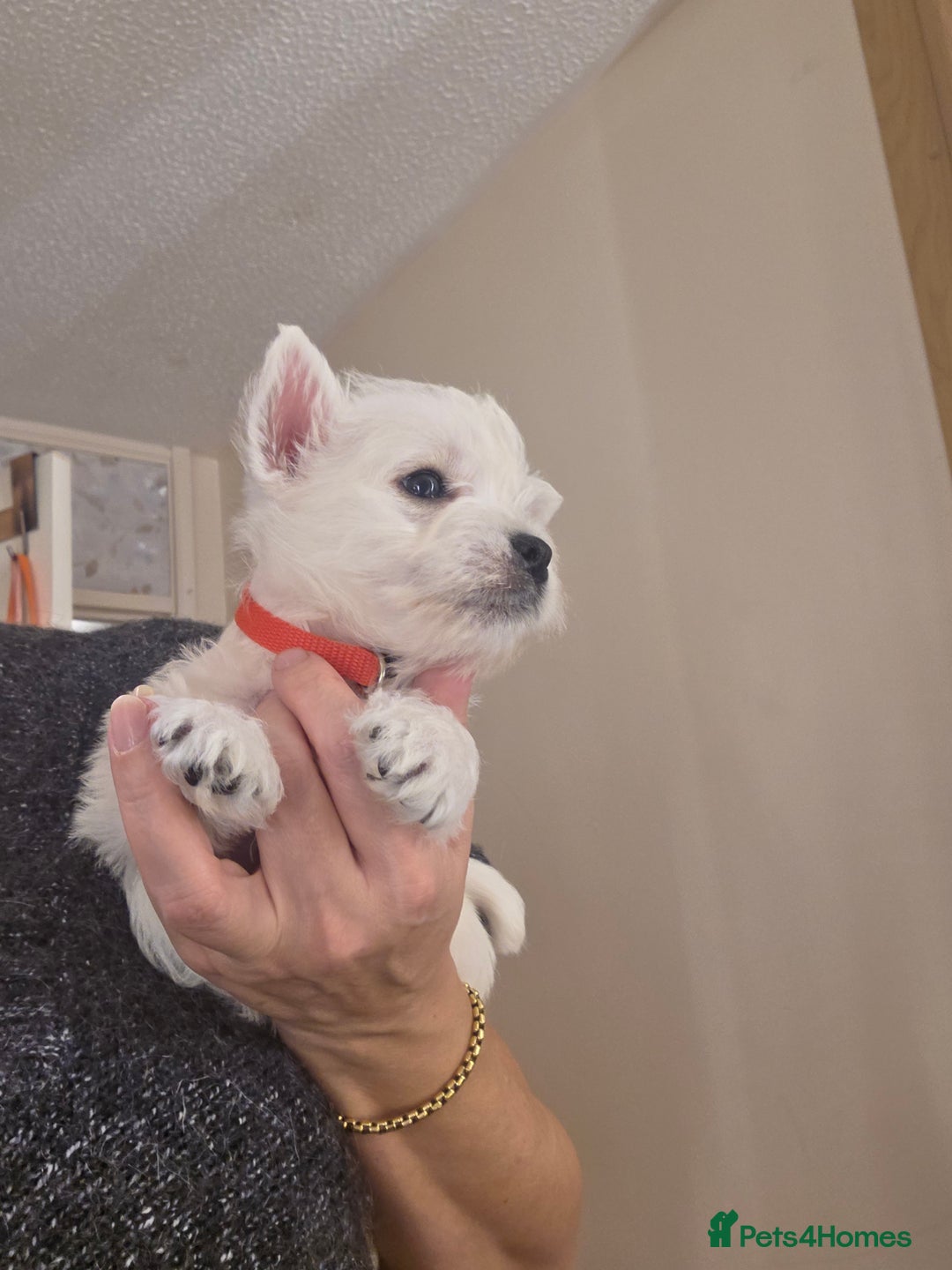 West Highland Terrier dogs for sale: Pure Westies Kc registered  - Advert 18