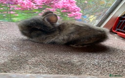 Lionhead rabbits for sale: Netherland dwarf X Lionhead  - Image 2