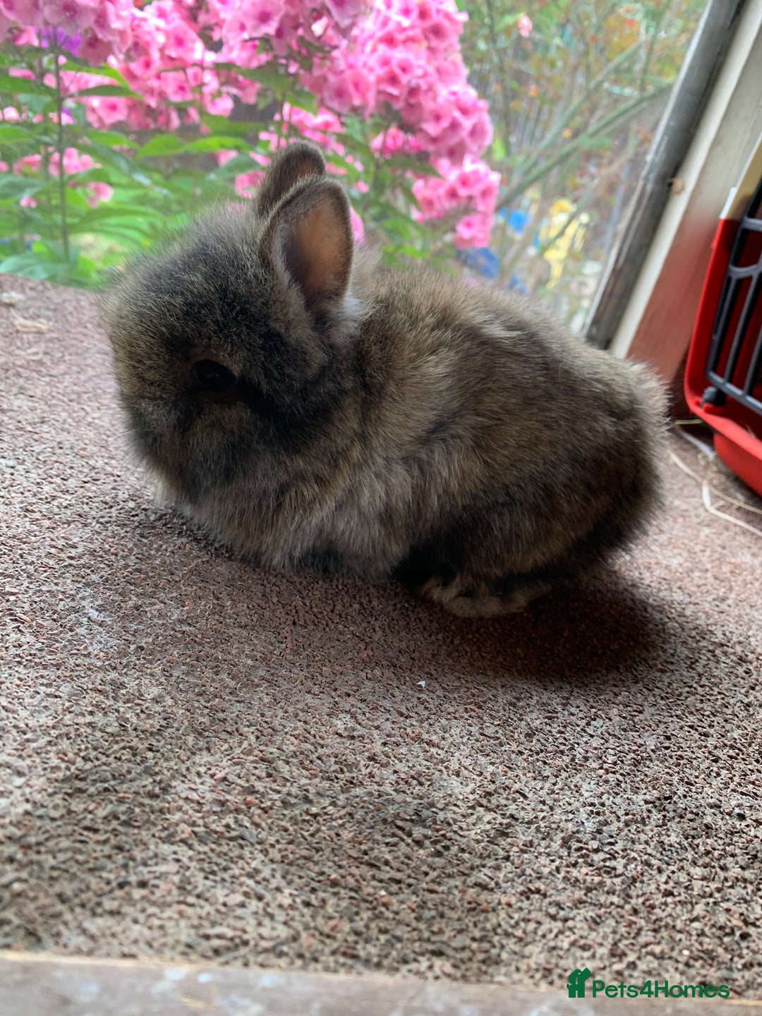 Lionhead rabbits for sale: Netherland dwarf X Lionhead  - Image 2