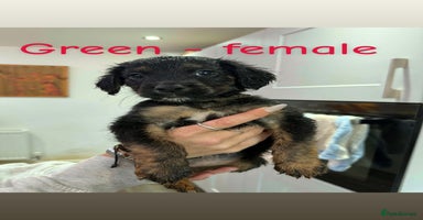 Cocker Spaniel dogs - Advert 2