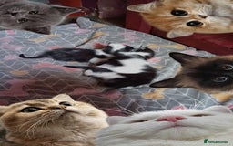 Mixed Breed cats for sale: Male and female kittens for sale  - Image 4